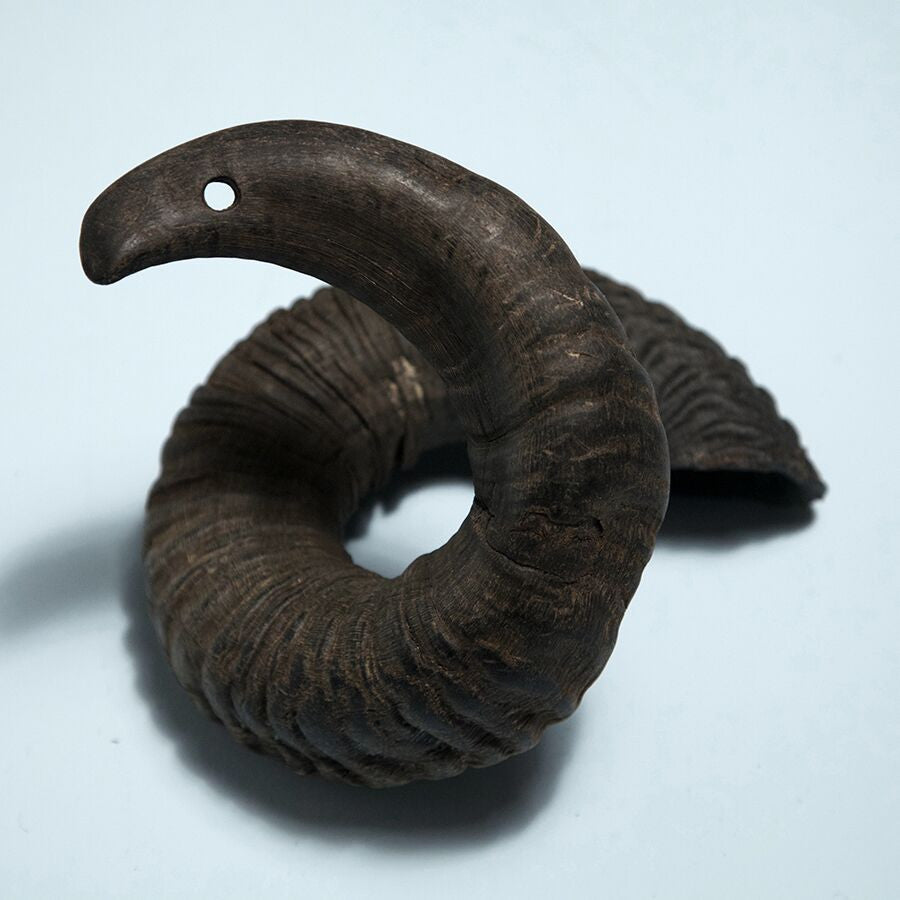 'Forystufé' Ram's Horn